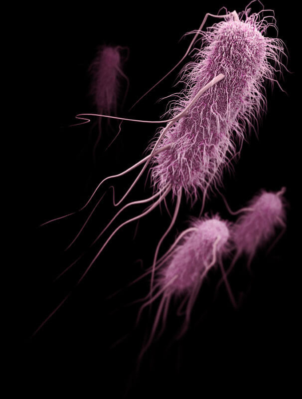 E.coli. Photo: CDC