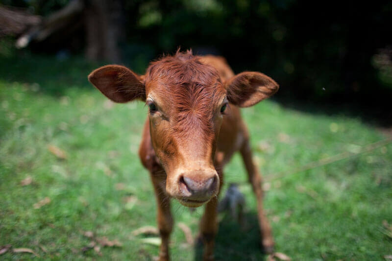 Cow standing in a grassy field.