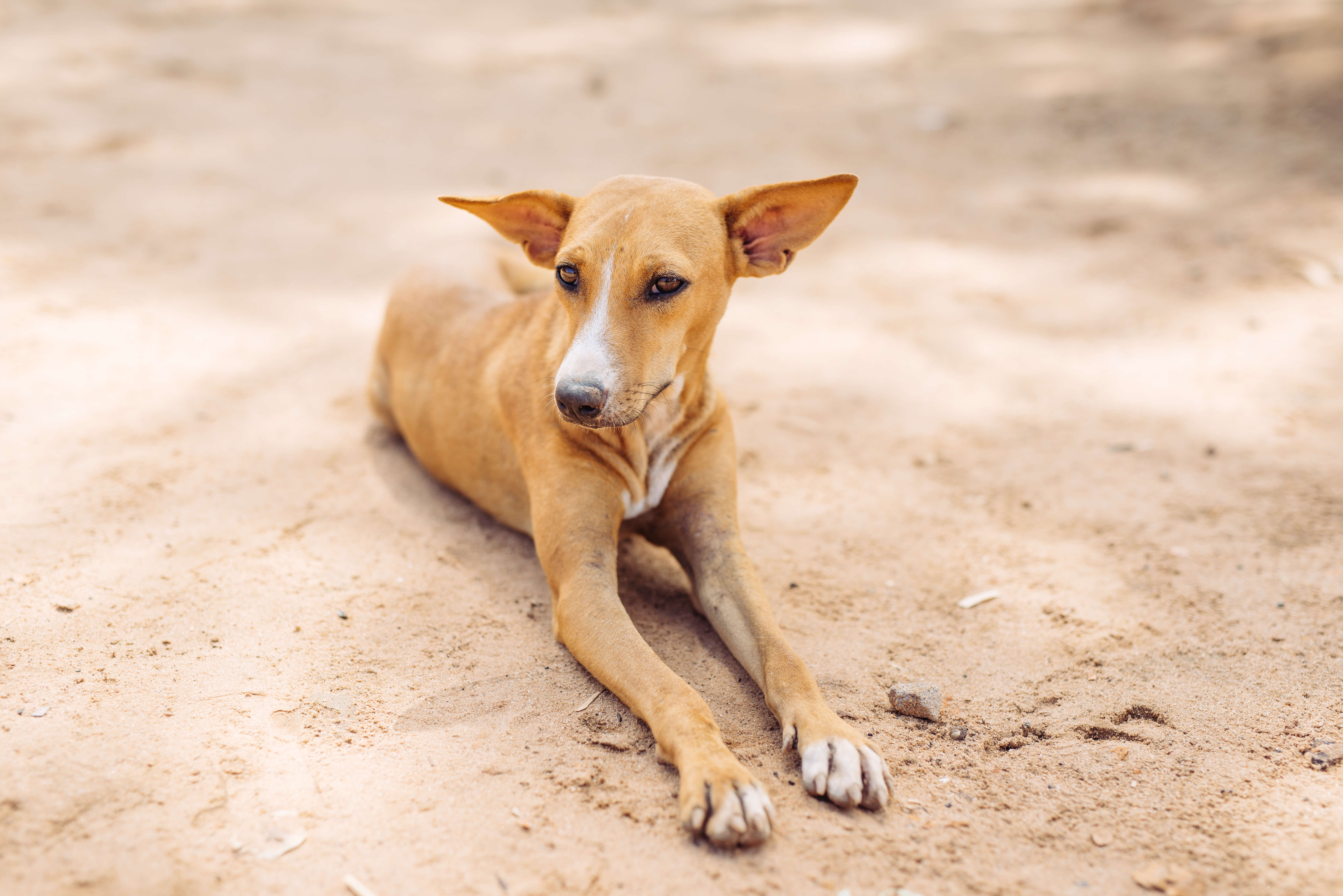 A dog in India.
