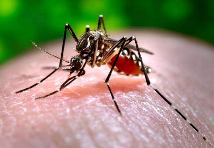 Aedes Aegypti mosquito which carries the Zika virus. Photo: CDC/James Gathany